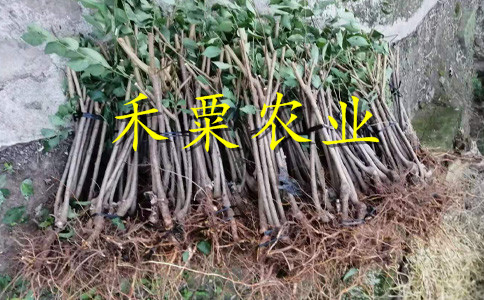 绵阳五月脆李子树苗夏季管理技术。五月脆李子树苗示范基地