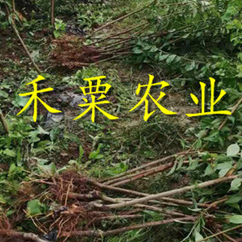 遂寧五月脆李樹苗種植見效快。五月脆李樹苗批發(fā)