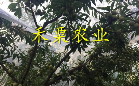 重庆渝北五月脆苗多少钱一棵｜｜新品种五月脆李子苗栽培技术与管理。