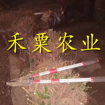 江蘇五月脆李子樹(shù)苗晚熟價(jià)格。五月脆李子樹(shù)苗物有所值