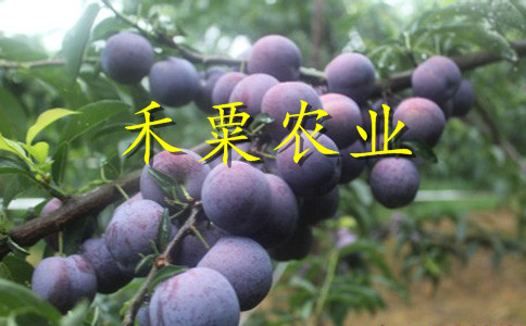 湖北鳳凰李苗成活率高。鳳凰李苗價(jià)格