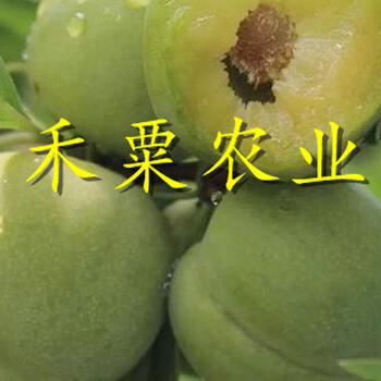 廣西早熟鳳凰李樹苗4cm價(jià)格。早熟鳳凰李樹苗示范基地