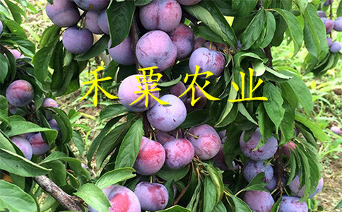 十堰鳳凰李樹苗示范基地。鳳凰李樹苗種植基地