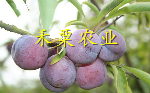 江蘇鳳凰李苗品種介紹。鳳凰李苗銷售