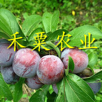 巴中鳳凰李子樹苗產(chǎn)量穩(wěn)定。鳳凰李子樹苗合作社