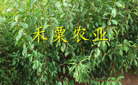 遵義鳳凰李樹苗每根價格。鳳凰李樹苗種植基地