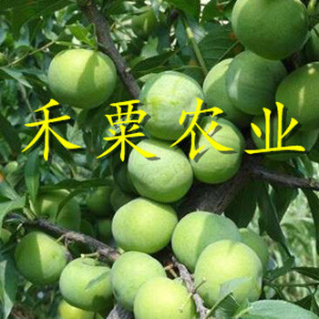 陜西鳳凰李子苗土壤改良原則。鳳凰李子苗批發(fā)行情