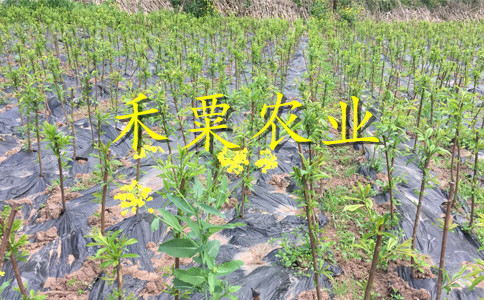 廣安鳳凰李子苗高產(chǎn)技術(shù)。鳳凰李子苗示范基地