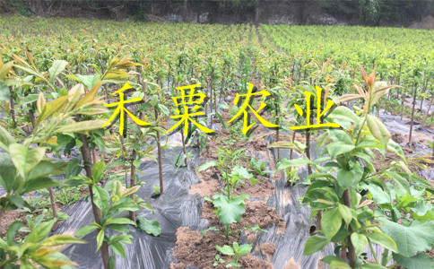 浙江凤凰李子树苗种植收益好。凤凰李子树苗示范基地