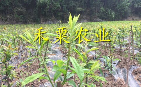 貴州安順鳳凰李苗木基地｜、3公分鳳凰李樹苗幾年結(jié)果。