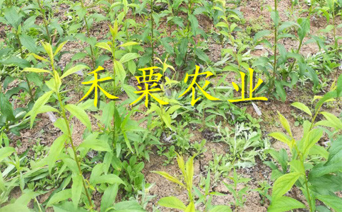 恩施早熟鳳凰李苗新報(bào)價(jià)。早熟鳳凰李苗廠家