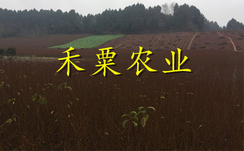 廣西鳳凰李苗價(jià)格及基地。。早熟鳳凰李樹(shù)苗物有所值