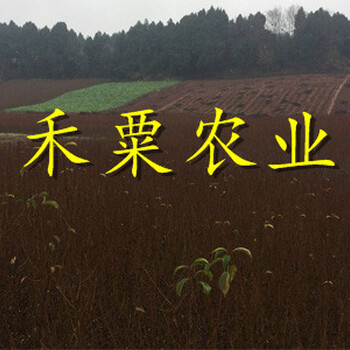 云南早熟鳳凰李苗2020價(jià)格。早熟鳳凰李苗種植基地