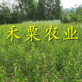 浙江鳳凰李苗產(chǎn)量大，豐產(chǎn)期長(zhǎng)。。鳳凰李苗出售