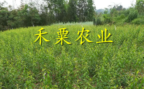貴州鳳凰李子樹(shù)苗三年價(jià)格。鳳凰李子樹(shù)苗批發(fā)行情