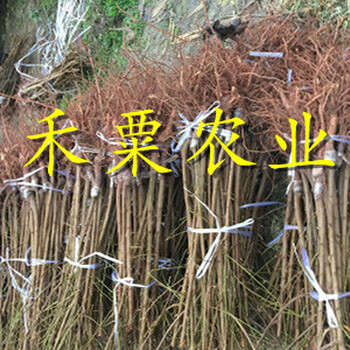 四川早熟鳳凰李樹苗快速豐產(chǎn)技術(shù)。早熟鳳凰李樹苗合作社