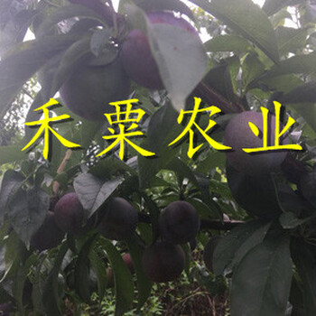 貴州銅仁鳳凰李苗供應(yīng)｜、2019鳳凰李樹苗批發(fā)行情。
