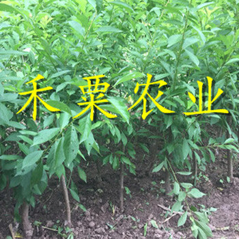 德陽(yáng)早熟鳳凰李苗3年價(jià)格。早熟鳳凰李苗廠家