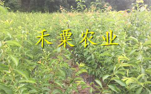 十堰早熟鳳凰李苗你想要的都在這里。早熟鳳凰李苗合作社