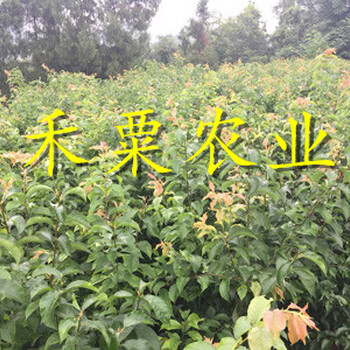 湖北襄樊鳳凰苗新品種介紹｜、新品種鳳凰李子苗價格低。
