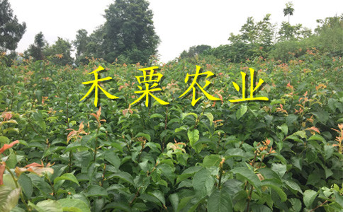 四川瀘州鳳凰苗多少錢一棵｜、當(dāng)年掛果鳳凰李苗批發(fā)價(jià)格。