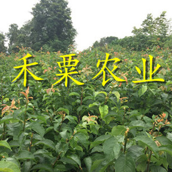 浙江鳳凰李樹苗快速獲取報(bào)價(jià)。鳳凰李樹苗種植基地