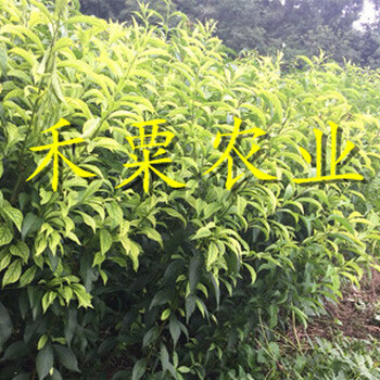 湖北天門鳳凰李苗木基地｜、極早熟鳳凰李子苗幾年結(jié)果。