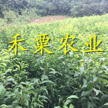 貴陽鳳凰李樹苗嫁接技術(shù)。鳳凰李樹苗基地