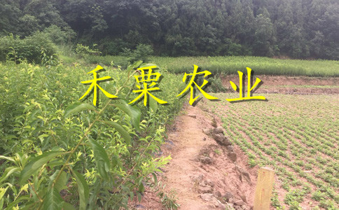 贵州凤凰李苗佳种植时间。凤凰李苗供应