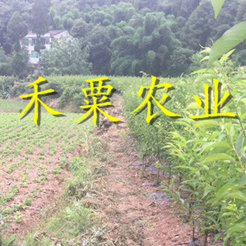 畢節(jié)鳳凰李樹苗歡迎在線咨詢。鳳凰李樹苗價格