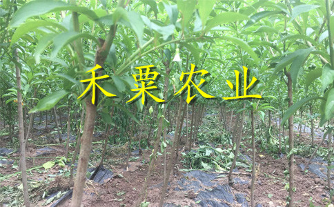 浙江凤凰李子树苗种植收益好。凤凰李子树苗示范基地