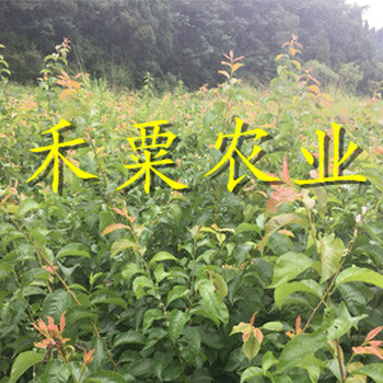 早熟鳳凰李樹苗批發(fā)行情。發(fā)展建議