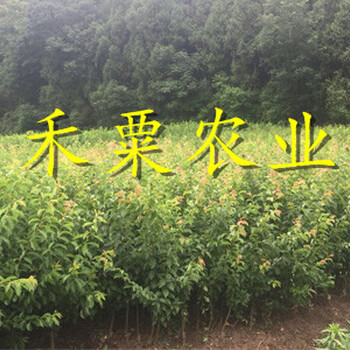 湖北鳳凰李苗果實口感好。鳳凰李苗合作社