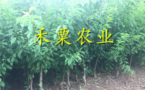 重慶潼南鳳凰李苗批發(fā)基地｜、零售鳳凰李子樹苗新品種價(jià)格。