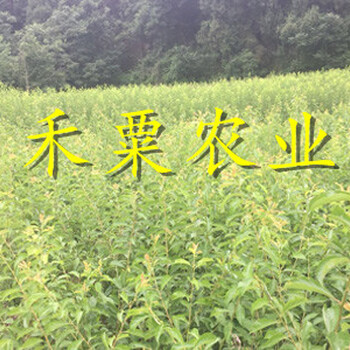 安康鳳凰李苗廠家報(bào)價(jià)。鳳凰李苗種苗批發(fā)