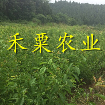 貴州銅仁鳳凰李樹(shù)苗供應(yīng)商｜、特早熟鳳凰李子苗批發(fā)價(jià)格。
