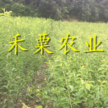巴中早熟鳳凰李苗。早熟鳳凰李苗基地