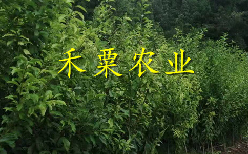 湖北早熟鳳凰李樹苗報價-_-湖北二年生鳳凰李苗價格