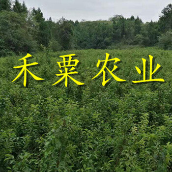 浙江鳳凰李子苗歡迎致電。鳳凰李子苗品種介紹