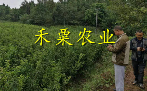 重慶鳳凰李子苗土壤改良原則。鳳凰李子苗種苗批發(fā)