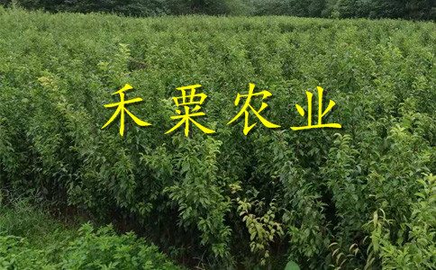 恩施鳳凰李樹(shù)苗點(diǎn)擊進(jìn)來(lái)獲取價(jià)格。鳳凰李樹(shù)苗生產(chǎn)苗圃