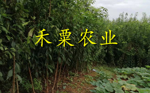 南充早熟鳳凰李樹苗批發(fā)行情。早熟鳳凰李樹苗合作社