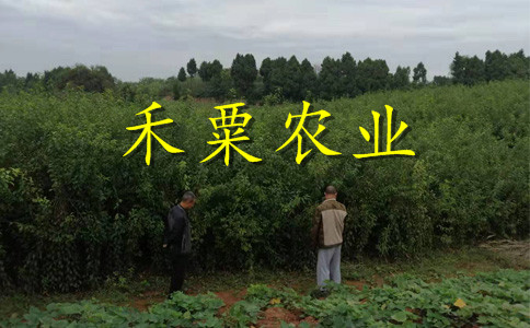 湖北咸寧鳳凰苗新品種介紹｜、當(dāng)年掛果鳳凰李苗繁育基地。