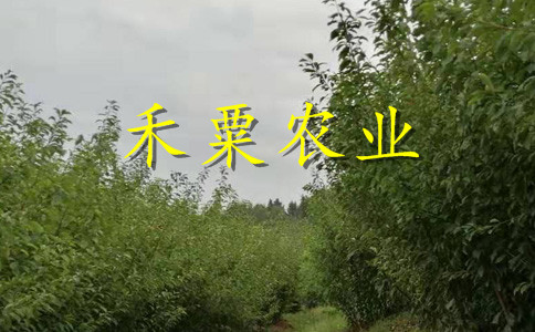 十堰凤凰李子树苗可提供发票。凤凰李子树苗合作社