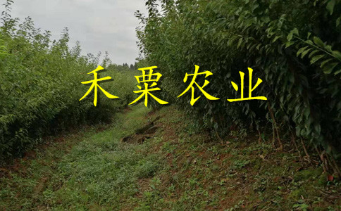 畢節(jié)鳳凰李樹苗歡迎在線咨詢。鳳凰李樹苗價格