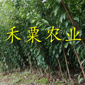 山西早熟鳳凰李樹苗提供免費(fèi)樣品。早熟鳳凰李樹苗種苗批發(fā)