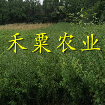 湖南郴州鳳凰李苗基地｜、嫁接鳳凰李子苗價格實(shí)惠。