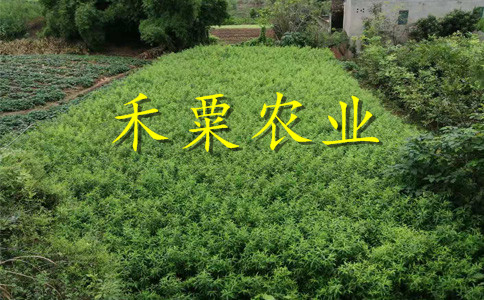 汶川早熟鳳凰李樹苗可數(shù)倍盈利。早熟鳳凰李樹苗供應(yīng)