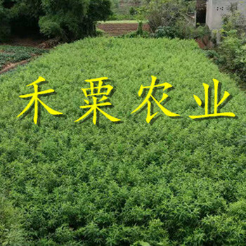 安徽早熟鳳凰李樹苗單價。早熟鳳凰李樹苗銷售