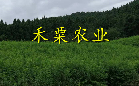重慶開(kāi)縣鳳凰李苗供應(yīng)｜、成活率高鳳凰李苗基地報(bào)價(jià)。